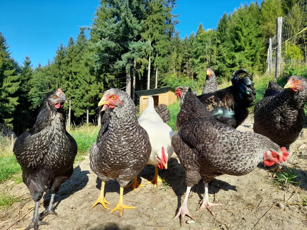 Miniponyhof Biohof Almbauer Διαμέρισμα Waidhofen an der Ybbs Εξωτερικό φωτογραφία